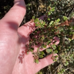 Phebalium squamulosum subsp. ozothamnoides (Alpine Phebalium, Scaly Phebalium) at Brindabella National Park - 30 Jul 2023 by Tapirlord