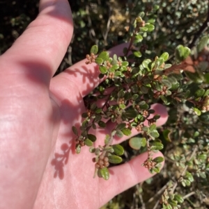 Phebalium squamulosum subsp. ozothamnoides at Uriarra, NSW - 30 Jul 2023 10:25 AM