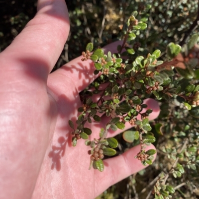 Phebalium squamulosum subsp. ozothamnoides (Alpine Phebalium, Scaly Phebalium) at Uriarra, NSW - 30 Jul 2023 by Tapirlord