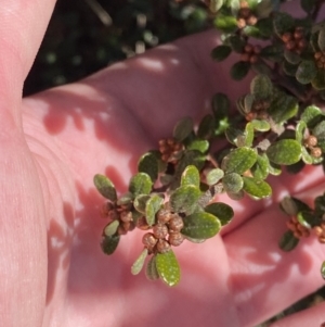 Phebalium squamulosum subsp. ozothamnoides at Uriarra, NSW - 30 Jul 2023 10:25 AM