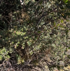 Phebalium squamulosum subsp. ozothamnoides at Uriarra, NSW - 30 Jul 2023