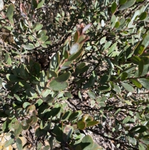 Daviesia mimosoides subsp. acris at Uriarra, NSW - 30 Jul 2023