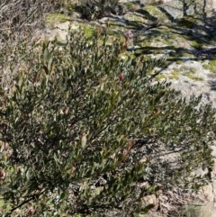 Daviesia mimosoides subsp. acris at Uriarra, NSW - 30 Jul 2023 10:22 AM