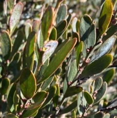 Daviesia mimosoides subsp. acris at Uriarra, NSW - 30 Jul 2023