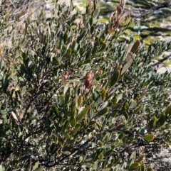 Daviesia mimosoides subsp. acris at Uriarra, NSW - 30 Jul 2023 10:22 AM