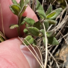 Gonocarpus tetragynus (Common Raspwort) at Brindabella National Park - 30 Jul 2023 by Tapirlord