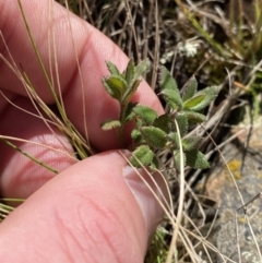 Gonocarpus tetragynus at Uriarra, NSW - 30 Jul 2023