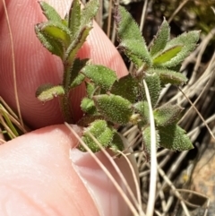 Gonocarpus tetragynus at Uriarra, NSW - 30 Jul 2023 10:16 AM