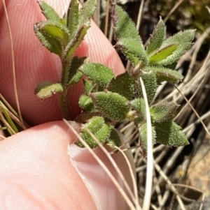 Gonocarpus tetragynus at Uriarra, NSW - 30 Jul 2023