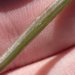 Bulbine glauca at Uriarra, NSW - 30 Jul 2023