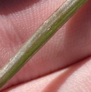 Bulbine glauca at Uriarra, NSW - 30 Jul 2023