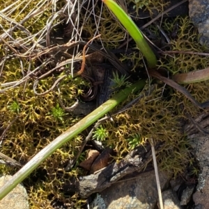 Bulbine glauca at Uriarra, NSW - 30 Jul 2023 10:16 AM