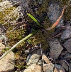 Bulbine glauca at Uriarra, NSW - 30 Jul 2023