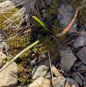 Bulbine glauca at Uriarra, NSW - 30 Jul 2023