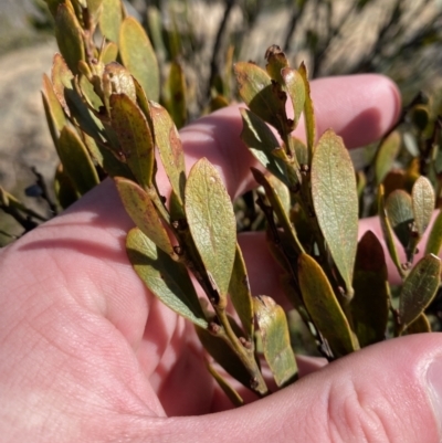 Daviesia mimosoides subsp. acris (Blunt-Leaf Bitter-Pea) at Brindabella National Park - 30 Jul 2023 by Tapirlord