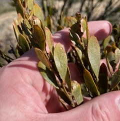 Daviesia mimosoides subsp. acris at Uriarra, NSW - 30 Jul 2023