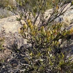 Daviesia mimosoides subsp. acris at Uriarra, NSW - 30 Jul 2023