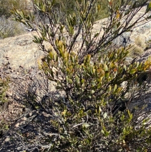 Daviesia mimosoides subsp. acris at Uriarra, NSW - 30 Jul 2023