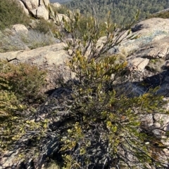 Daviesia mimosoides subsp. acris at Uriarra, NSW - 30 Jul 2023 10:14 AM