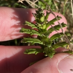 Euphrasia collina (Purple Eye-bright) at Brindabella National Park - 30 Jul 2023 by Tapirlord