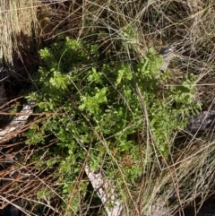 Euphrasia collina at Uriarra, NSW - 30 Jul 2023