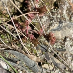 Crassula sieberiana (Austral Stonecrop) at Uriarra, NSW - 30 Jul 2023 by Tapirlord