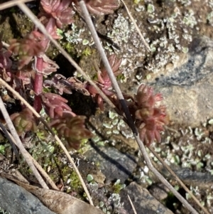 Crassula sieberiana at Uriarra, NSW - 30 Jul 2023