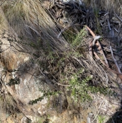 Oxylobium ellipticum at Uriarra, NSW - 30 Jul 2023