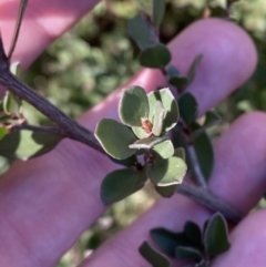 Leptospermum micromyrtus (Button Tea-tree) at Brindabella National Park - 29 Jul 2023 by Tapirlord