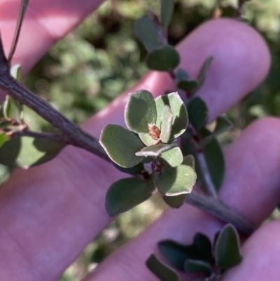 Leptospermum micromyrtus (Button Tea-tree) at Uriarra, NSW - 30 Jul 2023 by Tapirlord