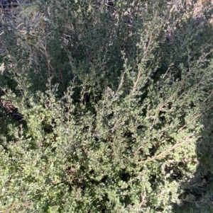 Leptospermum micromyrtus at Uriarra, NSW - 30 Jul 2023 09:59 AM