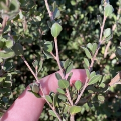 Leptospermum micromyrtus at Uriarra, NSW - 30 Jul 2023 09:59 AM