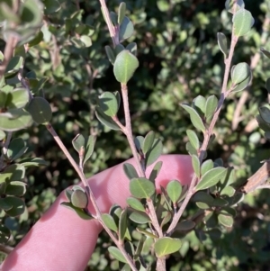 Leptospermum micromyrtus at Uriarra, NSW - 30 Jul 2023 09:59 AM