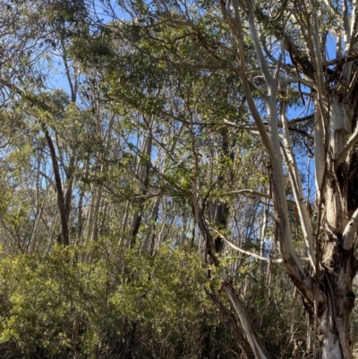 Eucalyptus viminalis (Ribbon Gum) at Brindabella National Park - 29 Jul 2023 by Tapirlord