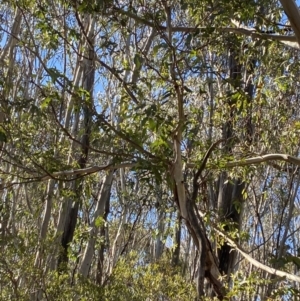 Eucalyptus viminalis at Uriarra, NSW - 30 Jul 2023