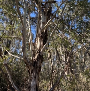 Eucalyptus viminalis at Uriarra, NSW - 30 Jul 2023 09:57 AM