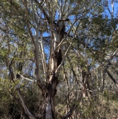 Eucalyptus viminalis at Uriarra, NSW - 30 Jul 2023