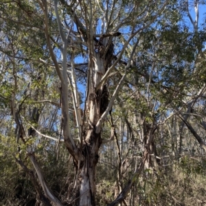 Eucalyptus viminalis at Uriarra, NSW - 30 Jul 2023 09:57 AM