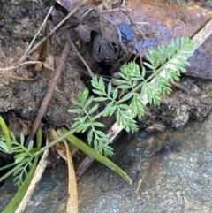 Oreomyrrhis eriopoda (Australian Carraway) at Uriarra, NSW - 30 Jul 2023 by Tapirlord