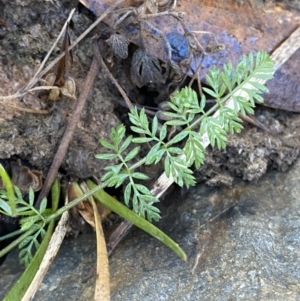Oreomyrrhis eriopoda at Uriarra, NSW - 30 Jul 2023