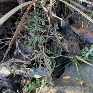 Oreomyrrhis eriopoda at Uriarra, NSW - 30 Jul 2023