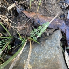 Oreomyrrhis eriopoda at Uriarra, NSW - 30 Jul 2023 09:56 AM