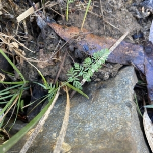 Oreomyrrhis eriopoda at Uriarra, NSW - 30 Jul 2023 09:56 AM