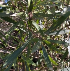 Lomatia myricoides (River Lomatia) at Uriarra, NSW - 30 Jul 2023 by Tapirlord