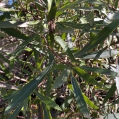 Lomatia myricoides (River Lomatia) at Uriarra, NSW - 29 Jul 2023 by Tapirlord