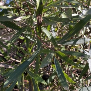 Lomatia myricoides at Uriarra, NSW - 30 Jul 2023 09:50 AM