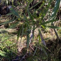 Lomatia myricoides at Uriarra, NSW - 30 Jul 2023