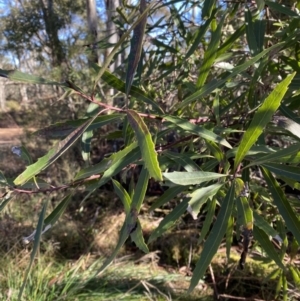 Lomatia myricoides at Uriarra, NSW - 30 Jul 2023 09:50 AM