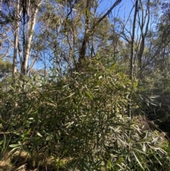 Lomatia myricoides at Uriarra, NSW - 30 Jul 2023 09:50 AM