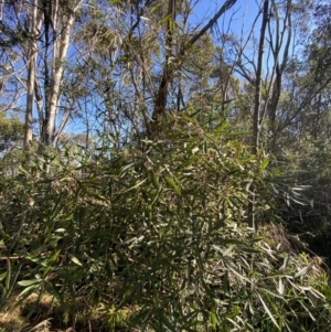 Lomatia myricoides at Uriarra, NSW - 30 Jul 2023